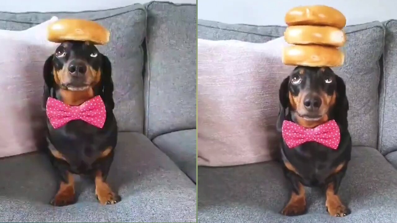 Dogs enjoying | with bread🍞 | #pets #Entertainment #dogs #rumble