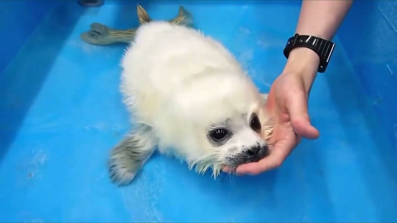 rescued baby seal's first swim lesson