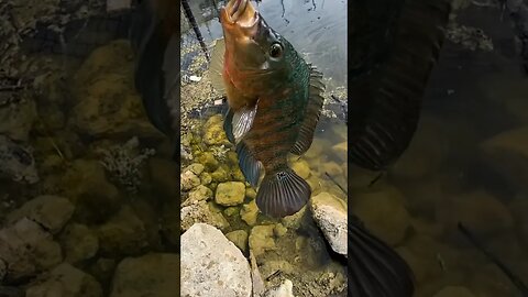 Have you seen this fish before?