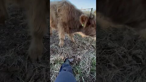 Scottish Highland Charming is a character! #shorts