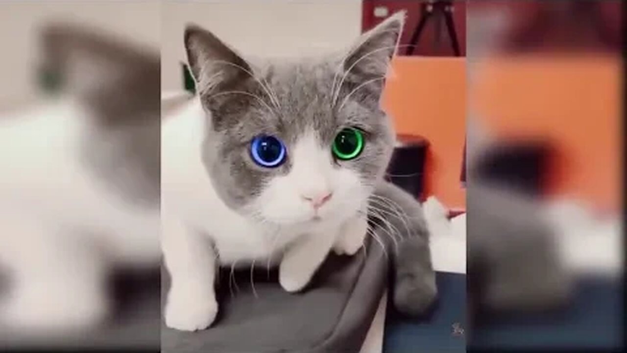 Cats choose us; we don't own them