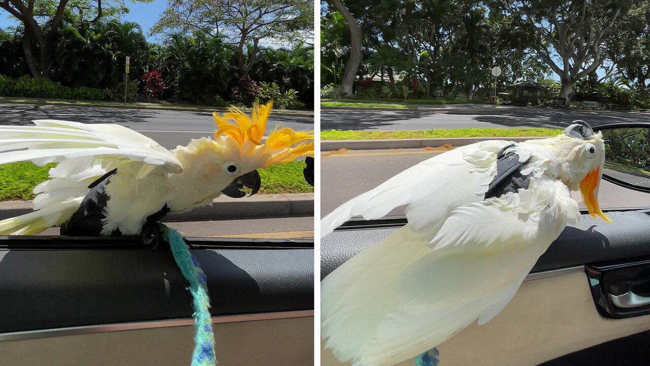 Koko the Cockatoo absolutely loves to car surf