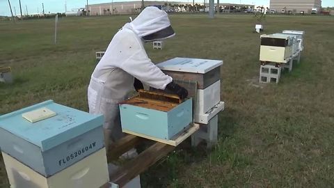 New rules could be bad news for beekeepers | Digital Short