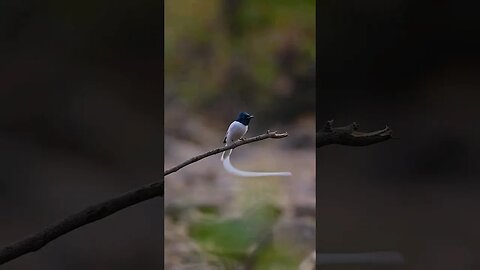 Natural Love 💙 #ytshort #nature #natural #naturelovers #naturephotography #naturesounds #viralshort