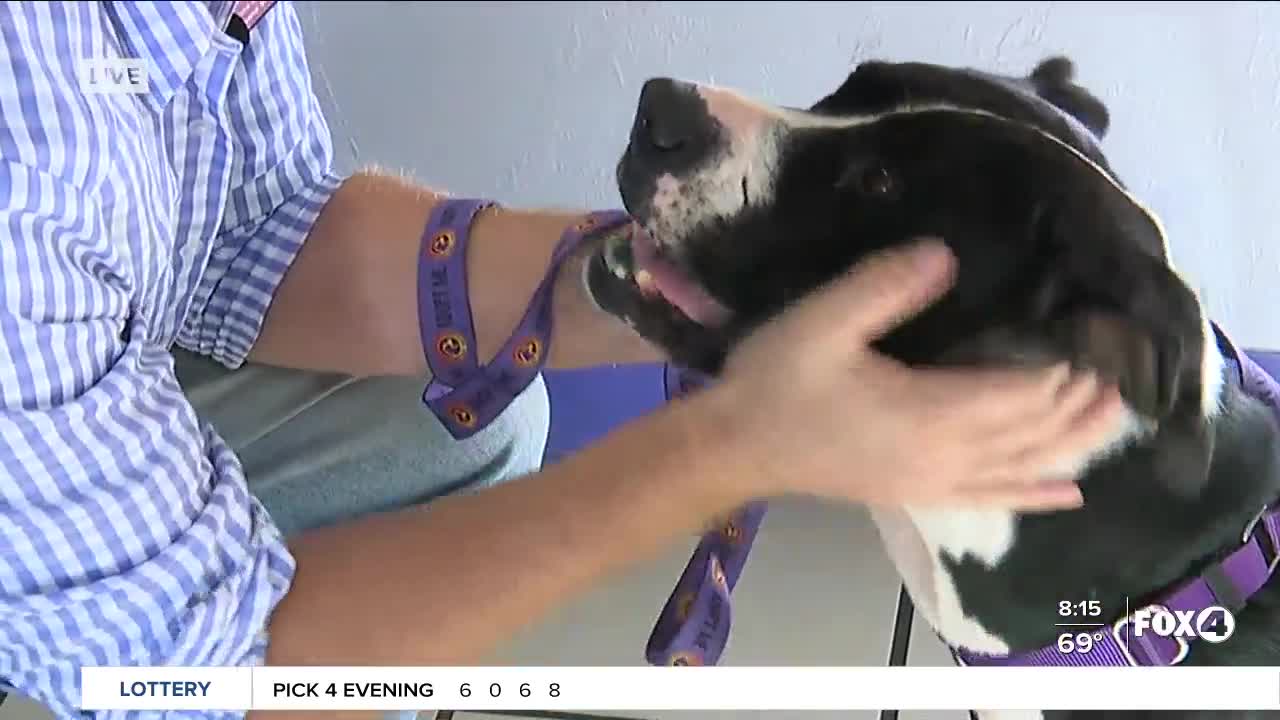 Pet of the Week: Rita at GCHS