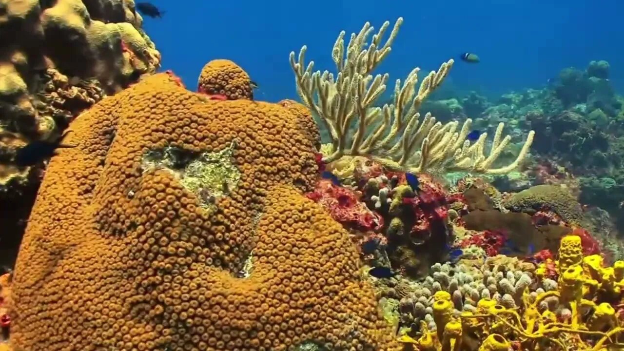 "Spectacular Sea Creatures in 4k: An Underwater Odyssey" #calming #chill #chillmix