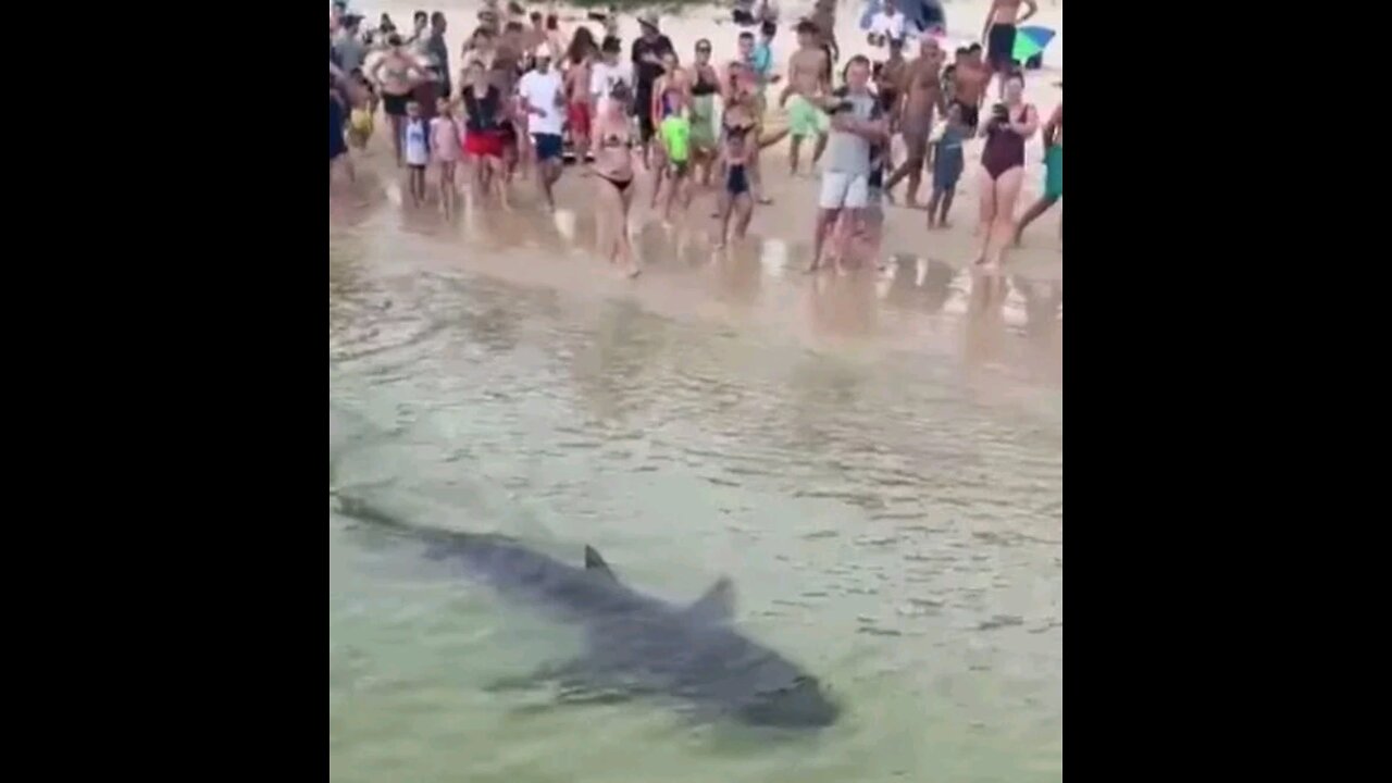 Terrifying moment 6ft shark comes within metres of swimmers as they flee the sea