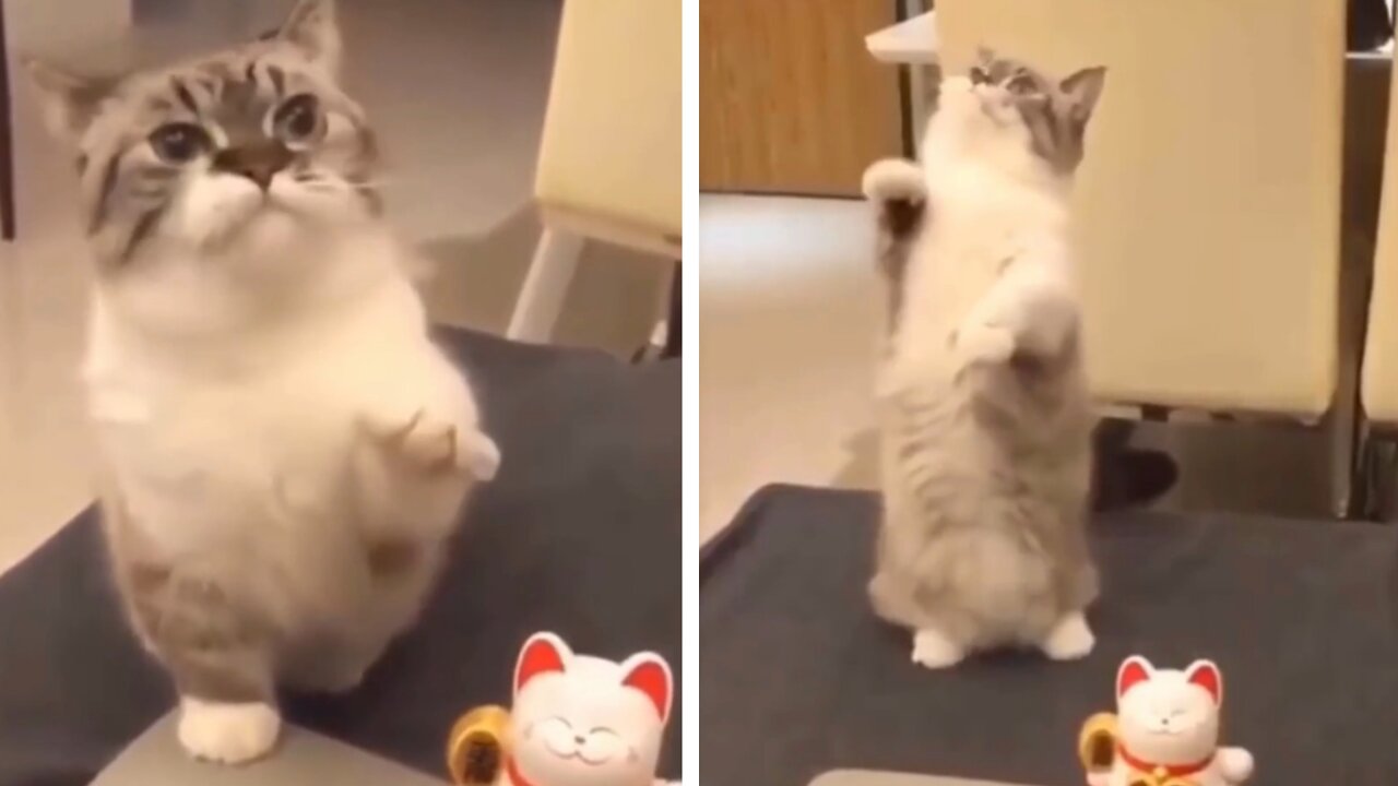 this cat is imitating the toy