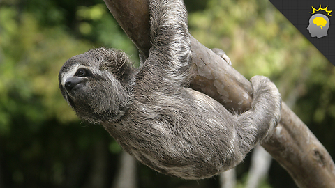 Stuff to Blow Your Mind: Mystery of the Pooping Sloth - Science on the Web