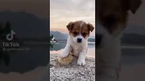 Top Funny and Cute Dog Videos #short