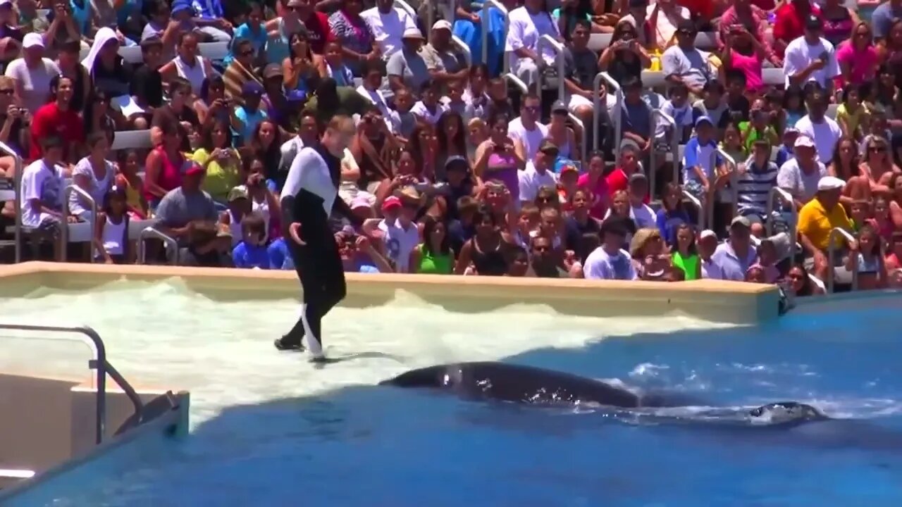 Seaworld SHAMU Killer Whale Show