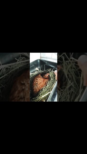 Good morning Chook chook Bit me again 10th October