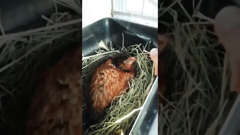 Good morning Chook chook Bit me again 10th October