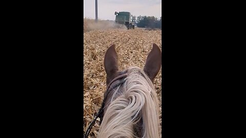 Wesley following a combine - morning 29 Oct 2024