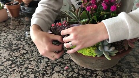 How to Propagate Succulents from Leaves