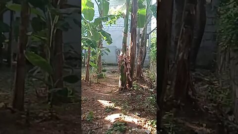 🇵🇭 Morning Walk in Rural Philippines: Roosters & Hidden Paths - Experience the Serenity