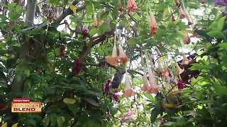 Sunken Gardens | Morning Blend