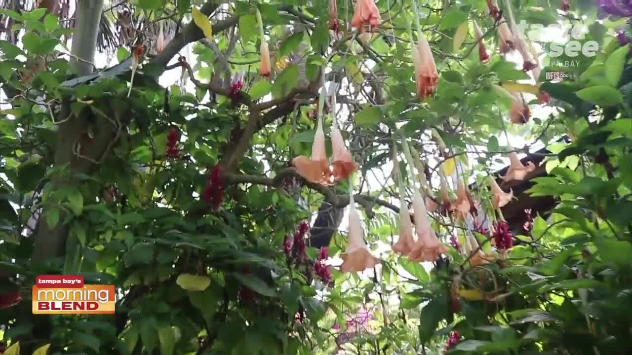 Sunken Gardens | Morning Blend