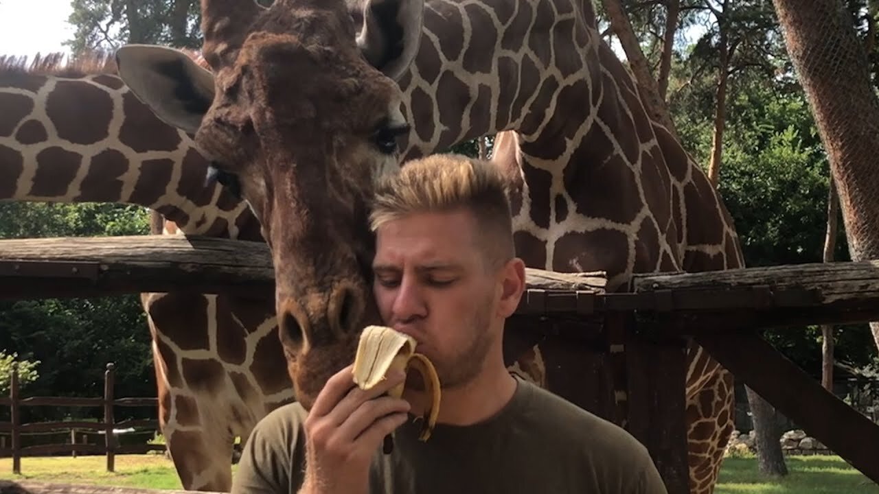 Funniest wild animals