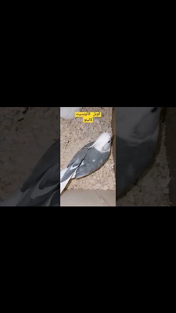 كوبل كالوبسيت لاتينو عين حمراء كيوت روعة مرحبا