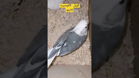 كوبل كالوبسيت لاتينو عين حمراء كيوت روعة مرحبا