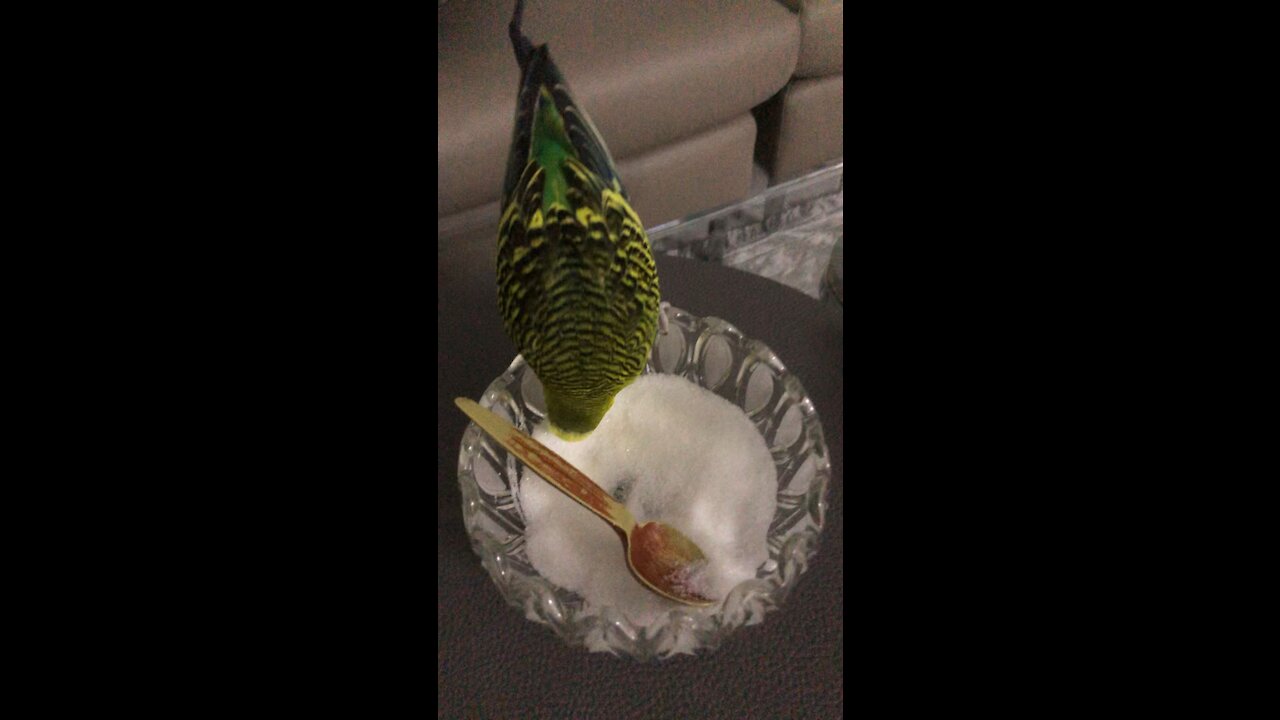 Budgies eating sugar