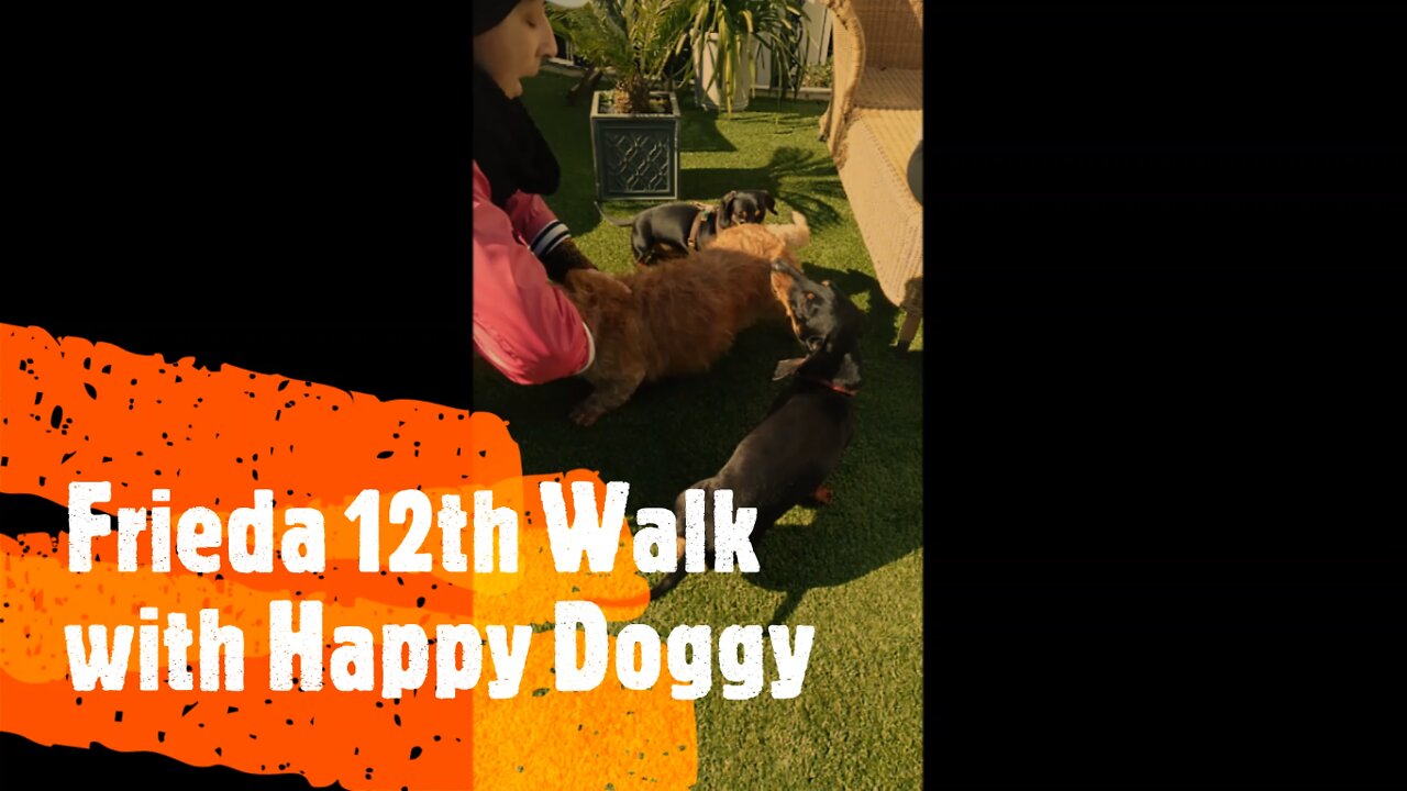 Frieda 12th Walk with Happy Doggy