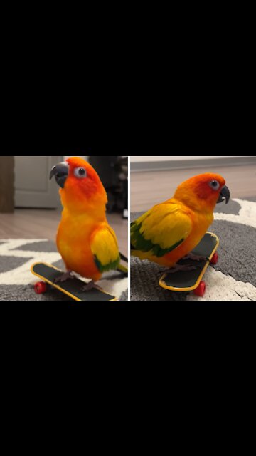 Parrot Loves To Dance On Top Of His Tiny Skateboard