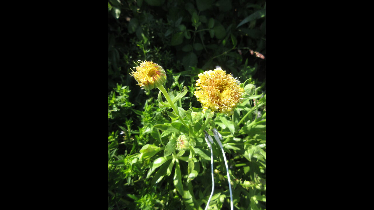 A Simple Calendula Tea Calendula September 2021