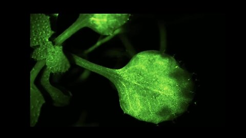 HOW PLANTS TALK TO EACH OTHER - THE ENERGY FIELDS OF PLANTS