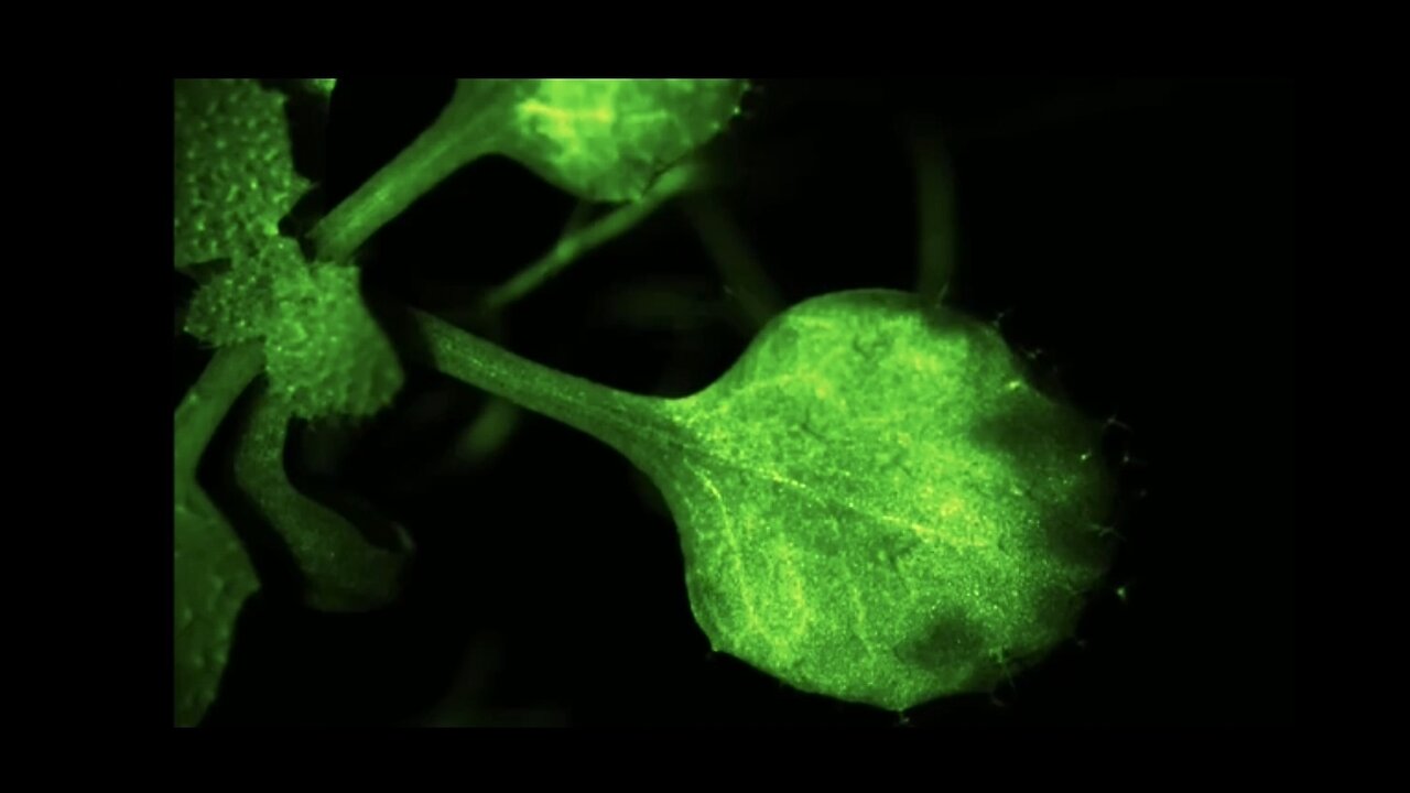 HOW PLANTS TALK TO EACH OTHER - THE ENERGY FIELDS OF PLANTS