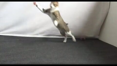 Small Playing Cat Is Panting Like a Dog
