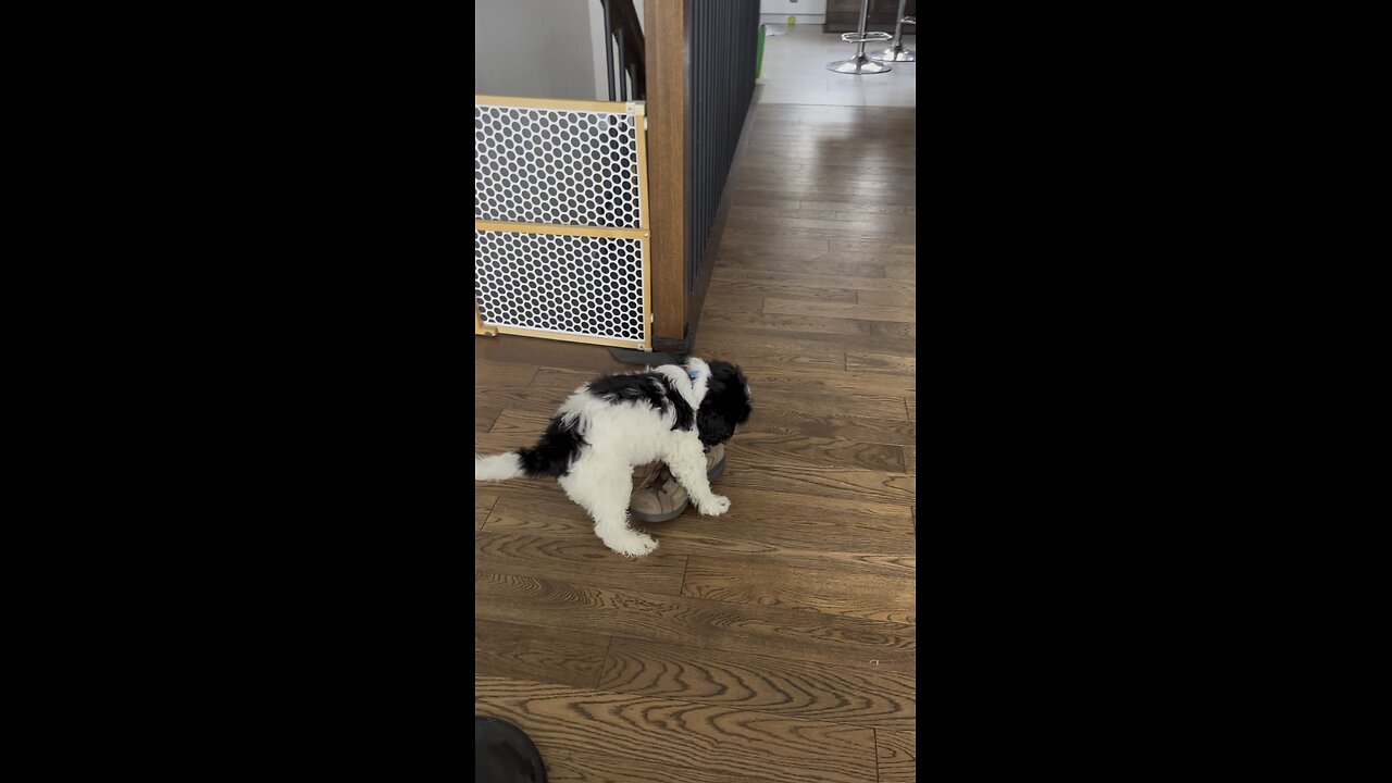 Portuguese Water Dog enjoying carrying around a shoe