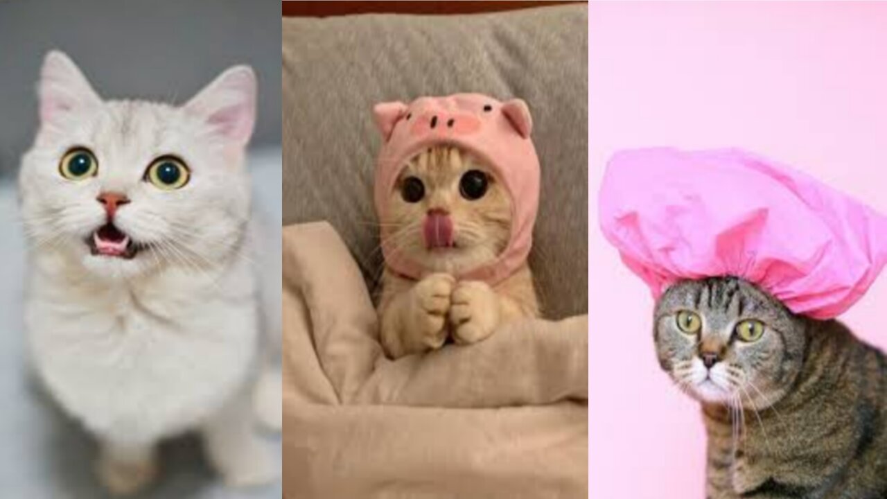 most funny cat videos enjoying fun 😀😊