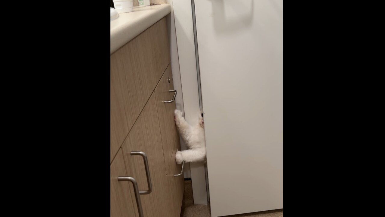 Cat Slides Though Door