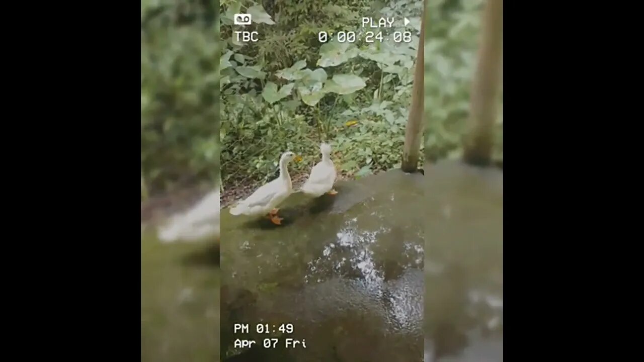 MEUS PATINHOS MARIA E CHICO #petlover #petsengraçados #patinhos #duck #mypet