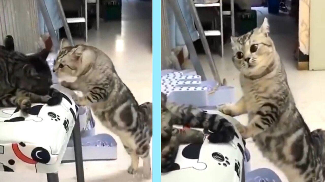 Cute cat trying to speak her friend 🤣