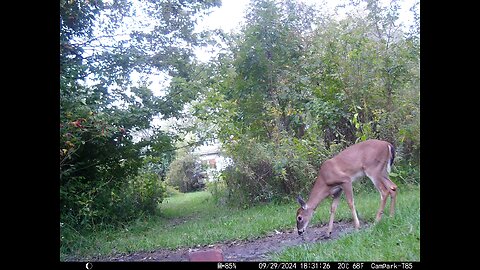 Deer 9-29-2024