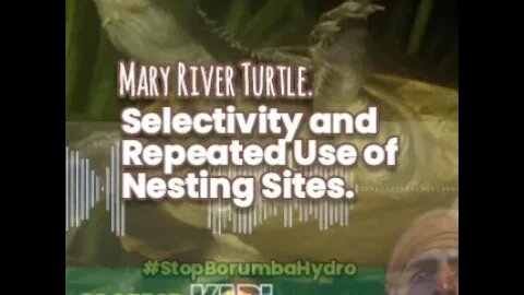 The second most rarest freshwater turtle in the world, Na'bar and their nesting habits.