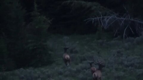 VELVET MANIA VIDEO 14 BULL ELK!! SINGLE FILE!