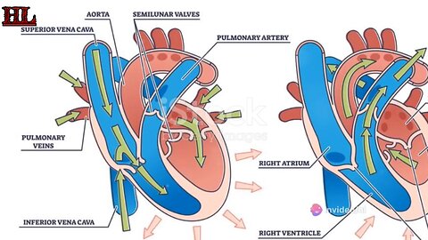 Human Heart Function, Mechanism, Blood Flow....