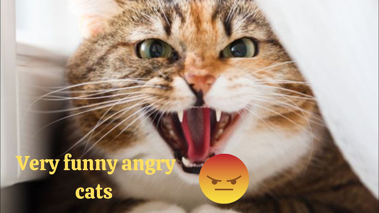 Angry cat very funny completion 😂|| Try not to laugh