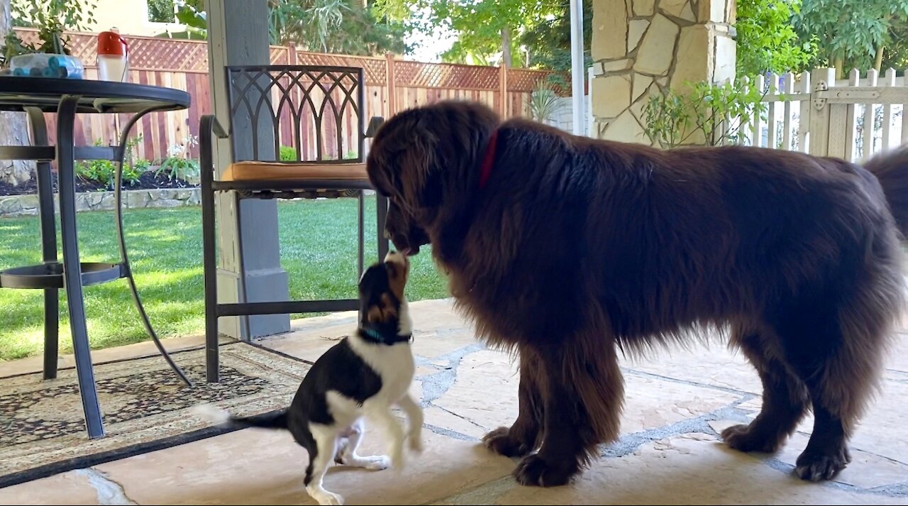 Newfoundland And Cavalier Spaniel Puppy Adorably Play Together