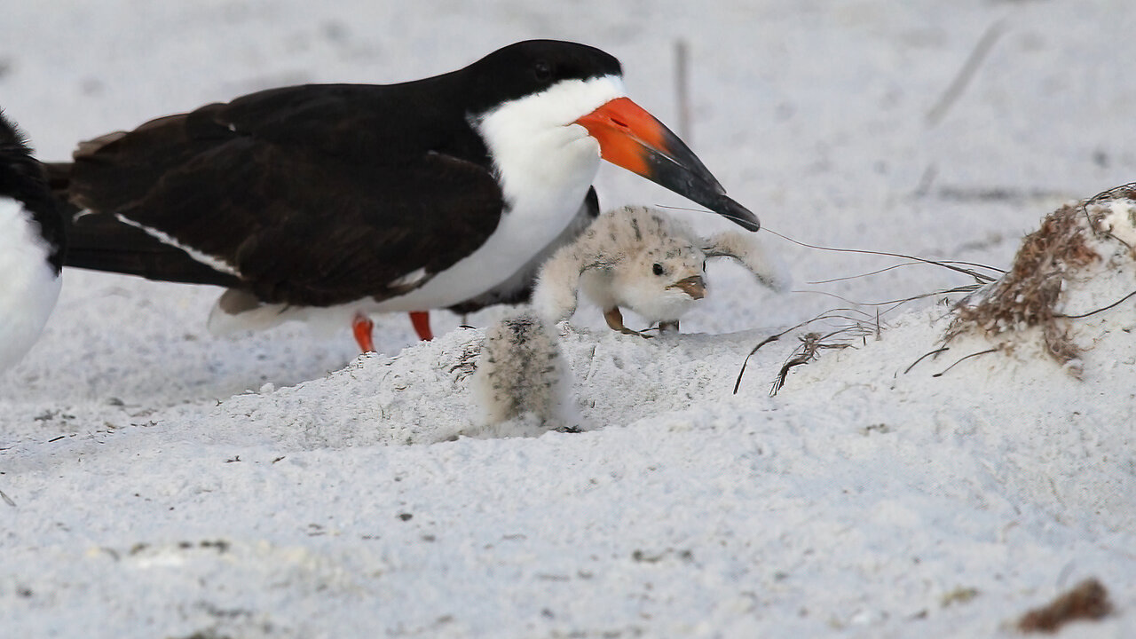 A New Chick Hatches to a Pair of Black Skimmers