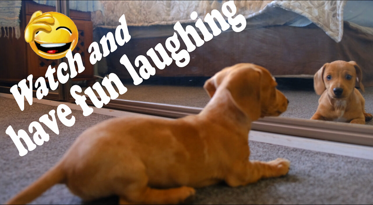 Stupid beautiful baby dog looks in the mirror and jumps around ... Funny video.