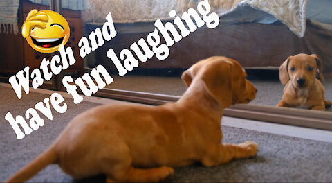 Stupid beautiful baby dog ​​looks in the mirror and jumps around ... Funny video.