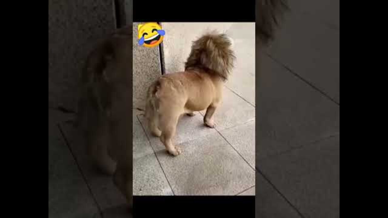 🤣Funny dog video🤣