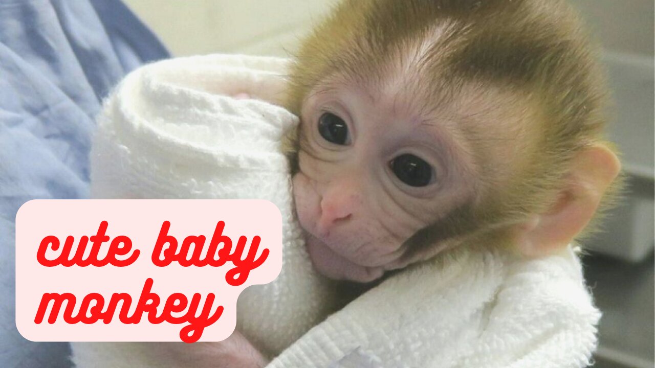 cute baby monkey