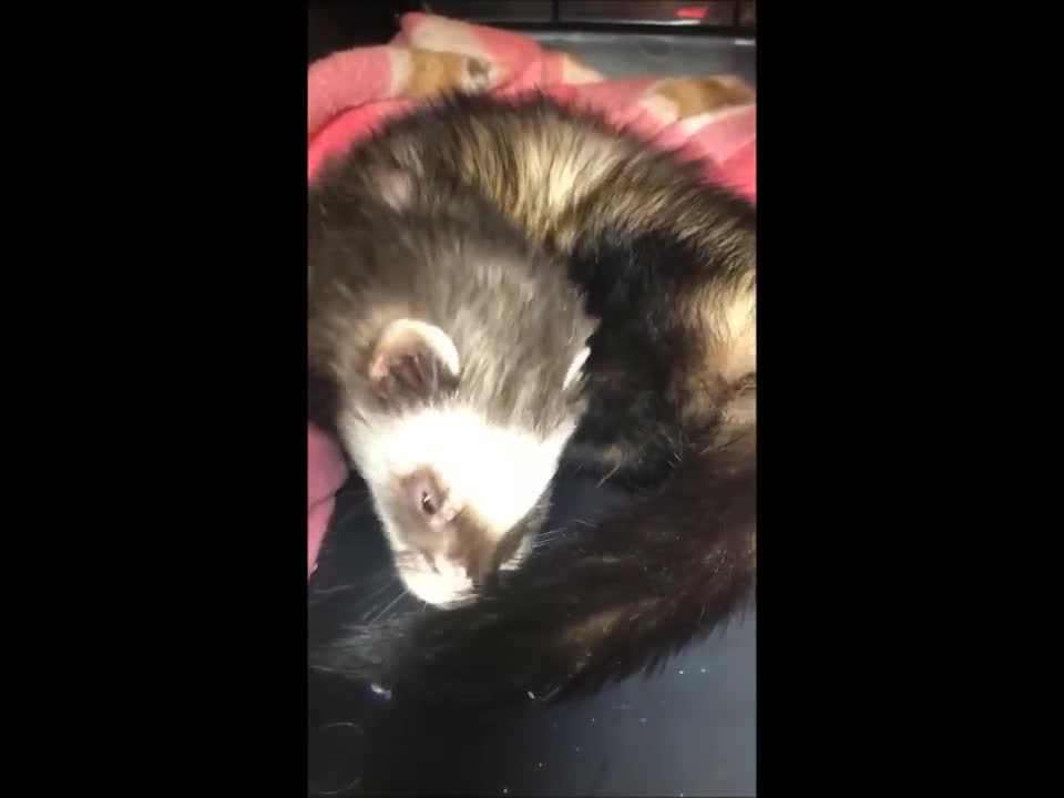 VIDEO: French fry-eating ferret rescued in California