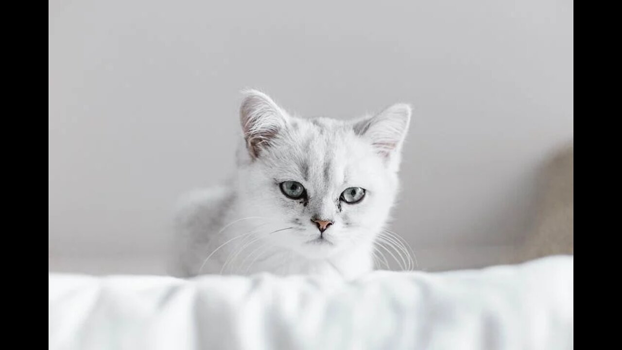 Cute cat